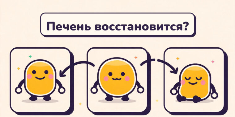 Ваша печень и алкоголь: что может (и не может) восстановиться